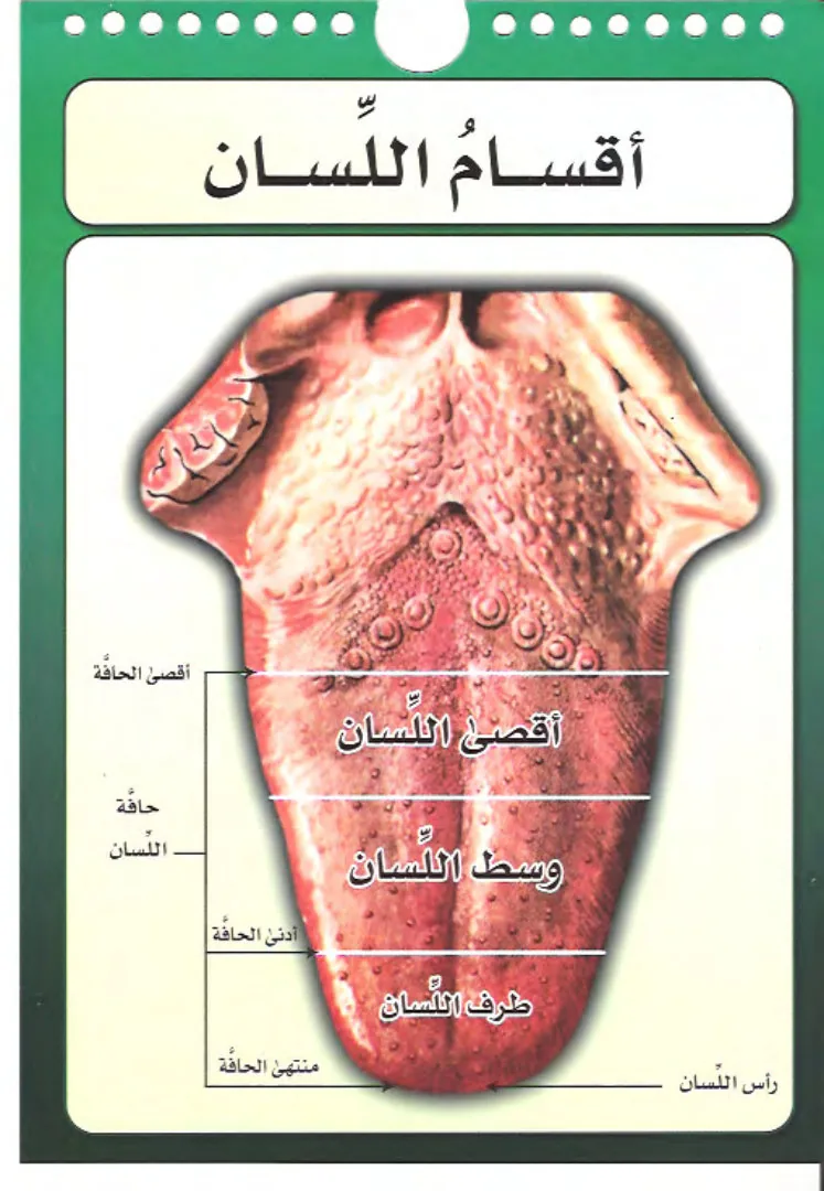 مخارج الحروف العربية The articulation points of the Arabic letters preview 3